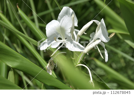 ジンジャーリリー 112678045