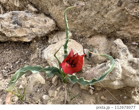 Tulip of the desert (lat. - Tulipa agenensis) 112678077
