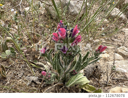 Judean viper's bugloss (lat.- Echium judaeum) Judean viper's bugloss (lat.- Echium judaeum) 112678078