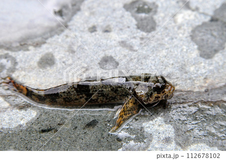 丹沢、中津川でカジカが釣れた 112678102