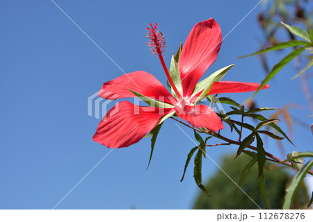 モミジアオイ 112678276