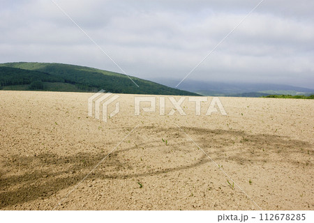 一本の木の陰を映す広い北海道の農地 一本の木の陰を映す広い北海道の農地 112678285