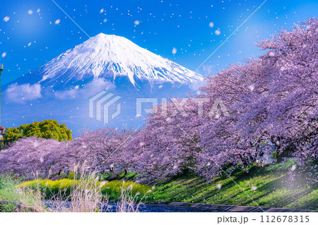 【桜吹雪素材】静岡県富士市の潤井川の桜・龍巌淵の桜吹雪【静岡県】 112678315