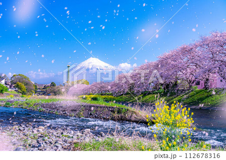 【桜吹雪素材】静岡県富士市の潤井川の桜・龍巌淵の桜吹雪【静岡県】 112678316