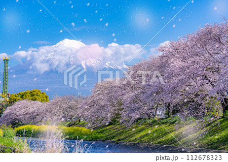 【桜吹雪素材】静岡県富士市の潤井川の桜・龍巌淵の桜吹雪【静岡県】 112678323