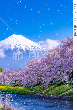 【桜吹雪素材】静岡県富士市の潤井川の桜・龍巌淵の桜吹雪【静岡県】 【桜吹雪素材】静岡県富士市の潤井川の桜・龍巌淵の桜吹雪【静岡県】 112678331