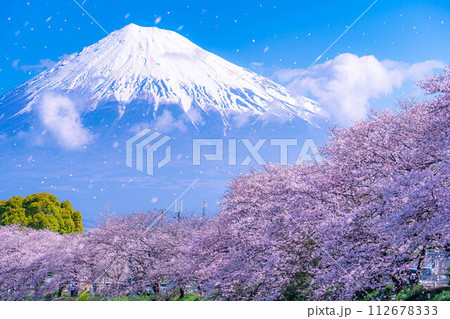 【桜吹雪素材】静岡県富士市の潤井川の桜・龍巌淵の桜吹雪【静岡県】 【桜吹雪素材】静岡県富士市の潤井川の桜・龍巌淵の桜吹雪【静岡県】 112678333