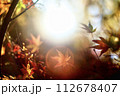 光に照らされる紅葉 112678407