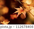 秋の訪れを感じる紅葉 112678408