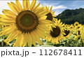 太陽に向かって 112678411