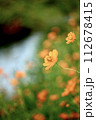 コスモスの花のある風景 112678415