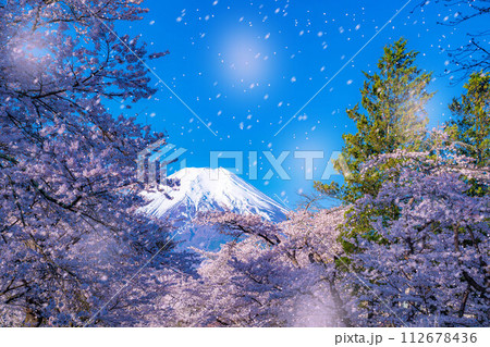 【桜吹雪】忍野村の桜と富士山と桜吹雪【山梨県】 112678436