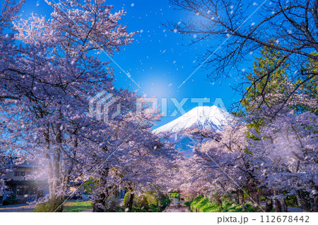 【桜吹雪】忍野村の桜と富士山と桜吹雪【山梨県】 112678442