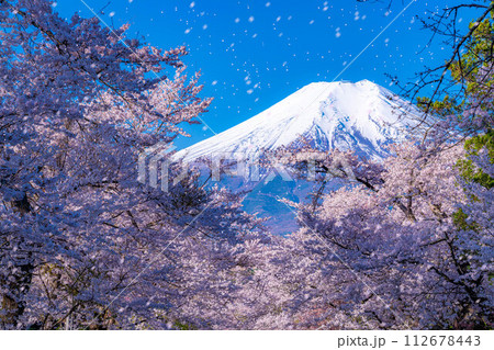 【桜吹雪】忍野村の桜と富士山と桜吹雪【山梨県】 112678443