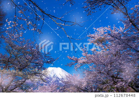 【桜吹雪】忍野村の桜と富士山と桜吹雪【山梨県】 112678448
