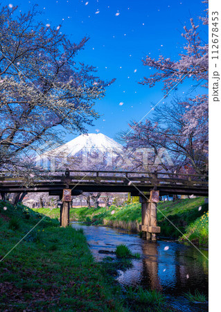 【桜吹雪】忍野村の桜と富士山と桜吹雪【山梨県】 112678453