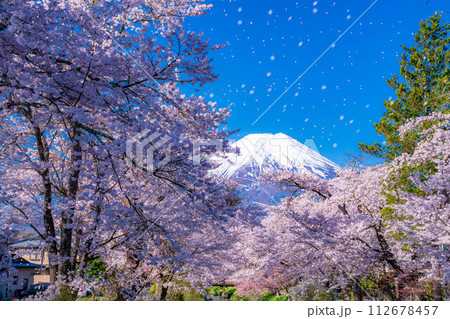 【桜吹雪】忍野村の桜と富士山と桜吹雪【山梨県】 112678457