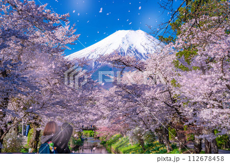 【桜吹雪】忍野村の桜と富士山と桜吹雪【山梨県】 【桜吹雪】忍野村の桜と富士山と桜吹雪【山梨県】 112678458