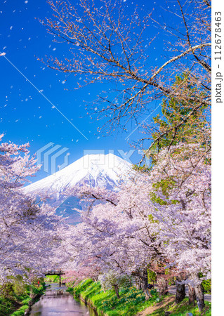 【桜吹雪】忍野村の桜と富士山と桜吹雪【山梨県】 112678463