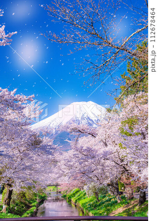 【桜吹雪】忍野村の桜と富士山と桜吹雪【山梨県】 112678464