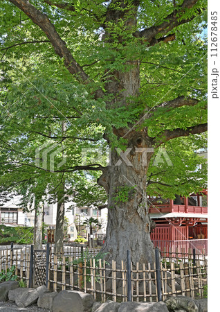 浦和宿散歩　中仙道浦和宿・大ケヤキ　玉蔵院 真言宗豊山派 112678485