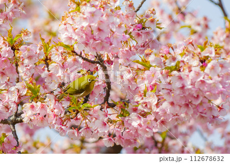 メジロと河津桜（愛知県犬山市羽黒地区） 112678632