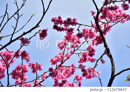 2024桜 2024桜 112678647