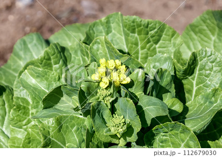 日本語の菜っ葉の語源を持つハクサイ【白菜】 112679030