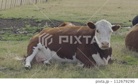 Relaxing Cow Chewing Grass in Slow Motion on Farm Relaxing Cow Chewing Grass in Slow Motion on Farm 112679290