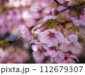 春の陽光を浴びる河津桜 112679307