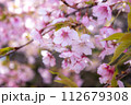 春の陽光を浴びる河津桜 112679308