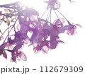 春の陽光を浴びる河津桜 112679309