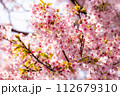 春の陽光を浴びる河津桜 112679310
