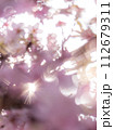 春の陽光を浴びる河津桜 112679311