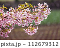 春の陽光を浴びる河津桜 112679312