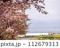 春の陽光を浴びる河津桜 112679313