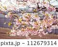 春の陽光を浴びる河津桜 112679314