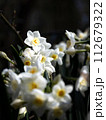 白い水仙 112679322