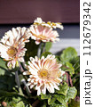 二月の誕生花　白いガーベラの花 112679342