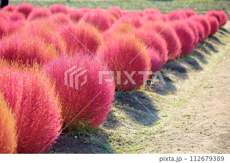 可愛いコキア　紅葉 112679389