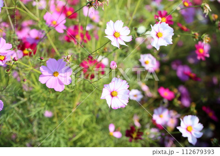 コスモスの花　満開 112679393