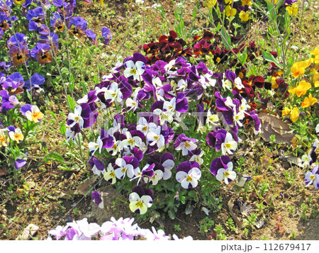 色々と紫色のビオラの花 色々と紫色のビオラの花 112679417