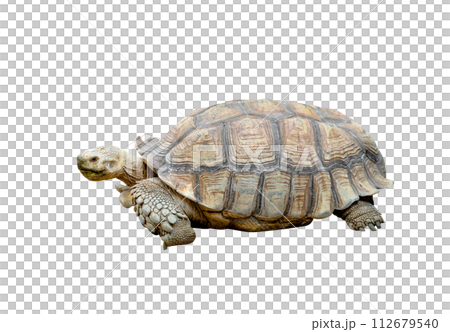 African spurred tortoise or Geochelone sulcata isolated African spurred tortoise or Geochelone sulcata isolated 112679540