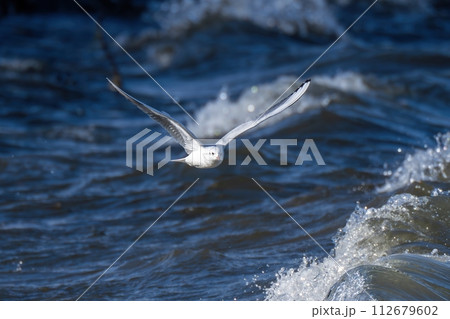 荒れた水面をバックに飛ぶユリカモメの飛翔シーン 荒れた水面をバックに飛ぶユリカモメの飛翔シーン 112679602