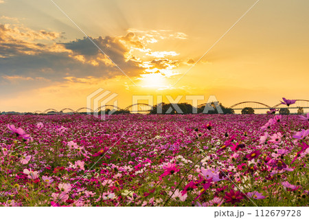 秋の埼玉　鴻巣市　吹上コスモス畑の夕暮れ 112679728