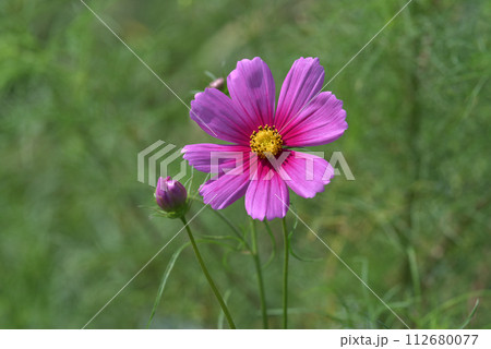 コスモス コスモス 112680077