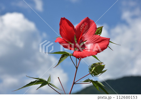 モミジアオイ モミジアオイ 112680153