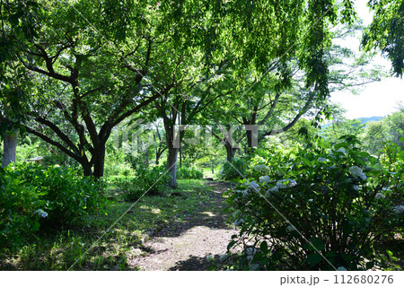 白河関の森公園　2023-7-2　＃35 112680276