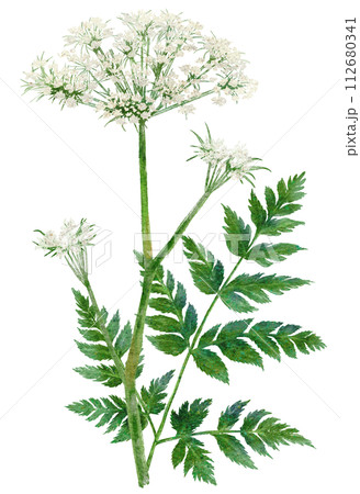 川芎（センキュウ）漢方薬の水彩画イラスト 112680341