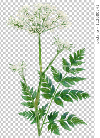 川芎（センキュウ）漢方薬の水彩画イラスト 112680341